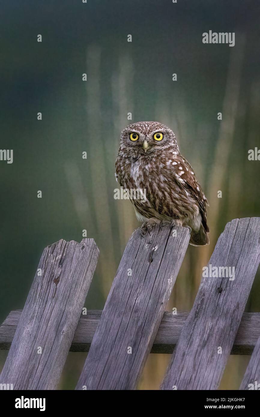 Petit Hibou Banque D'Images