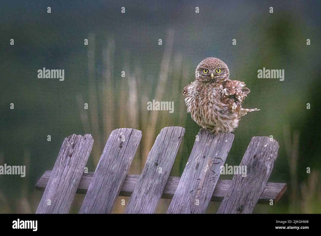 Petit Hibou Banque D'Images