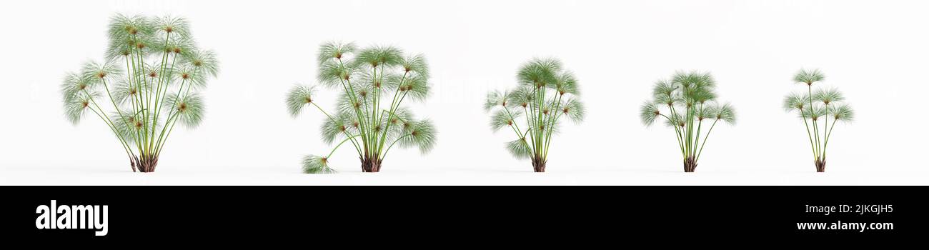 3d illustration de l'ensemble cyperus papyrus herbe isolée sur fond blanc Banque D'Images
