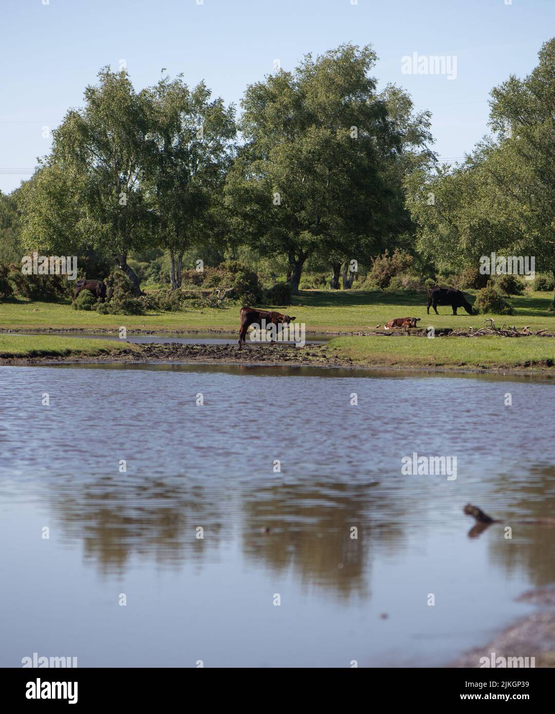 Ensemble de photos de l'étang de Sturtmoor situé à l'intérieur de Canada Common, en bordure du parc national de la Nouvelle forêt. L'étang habituellement plein d'eau est maintenant os sec pendant le temps chaud actuel et le manque de pluie causant une sécheresse au Royaume-Uni. L'étang est une partie importante de la commune où les animaux en liberté de la Nouvelle forêt viennent boire et pagayer. Les animaux que l'on peut voir ici sont des ânes, des bovins, des oies et des poneys de la nouvelle forêt ainsi que des chiens qui appellent et si vous avez de la chance parfois vous pouvez être en mesure de repérer un cerf. Les images de fichiers montrent les chevaux, les ânes et le bétail qui boivent au début de la vague de chaleur. Banque D'Images