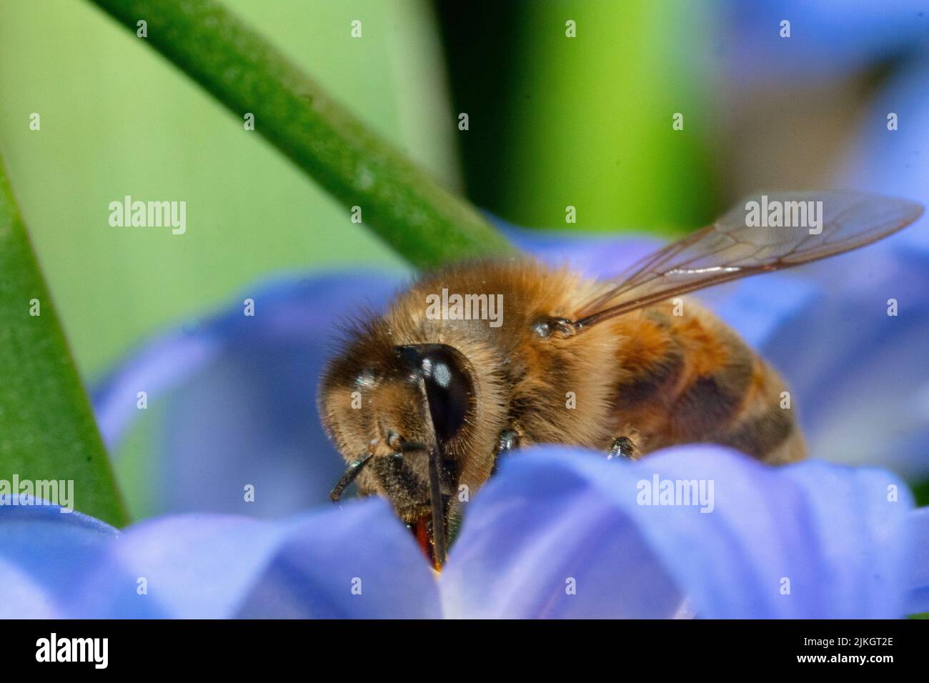 Photo macro d'une abeille sur une fleur au printemps Banque D'Images