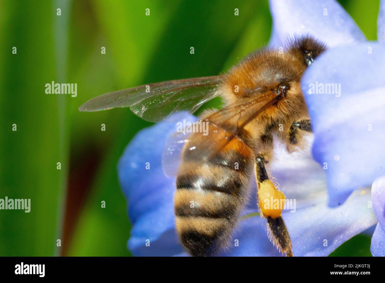 Photo macro d'une abeille sur une fleur au printemps Banque D'Images