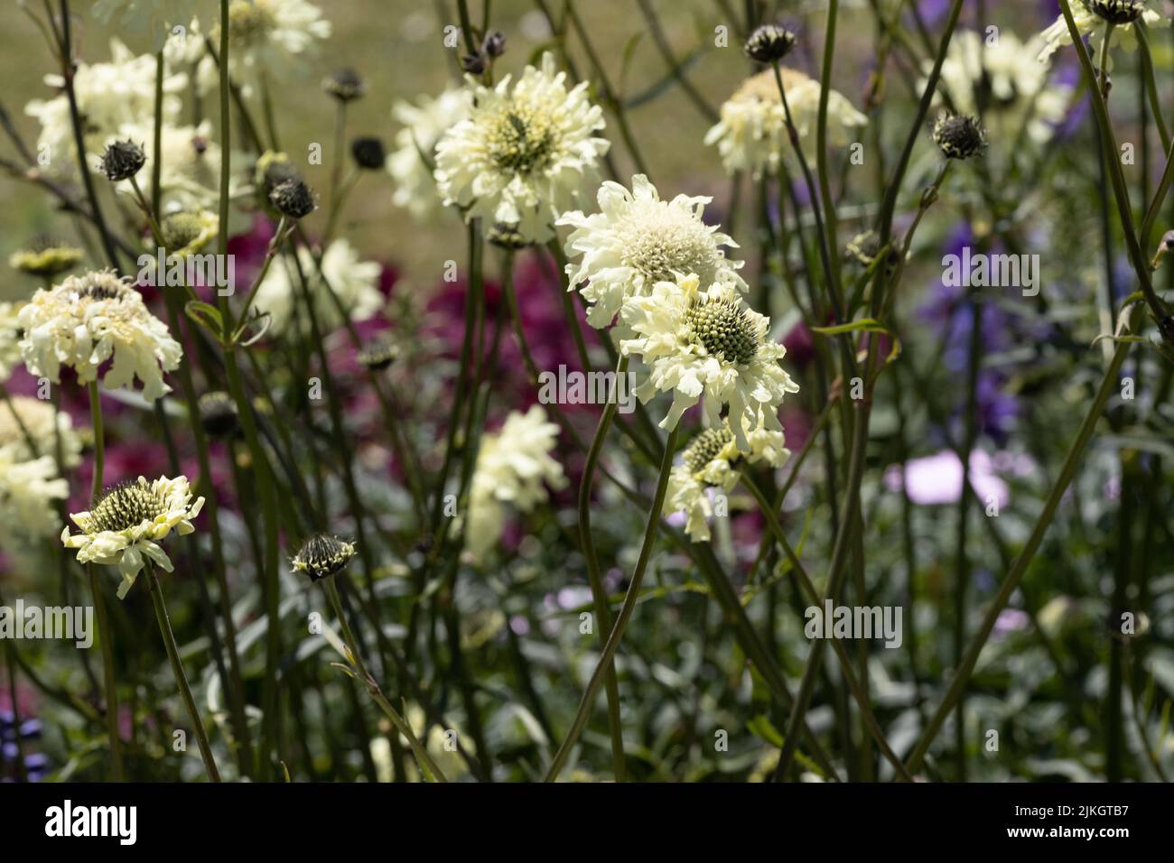 Crème Scabious Scabiosa Caucasica Banque D'Images