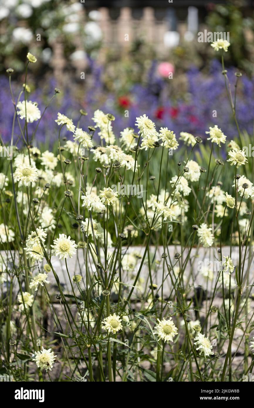 Crème Scabious Scabiosa Caucasica Banque D'Images