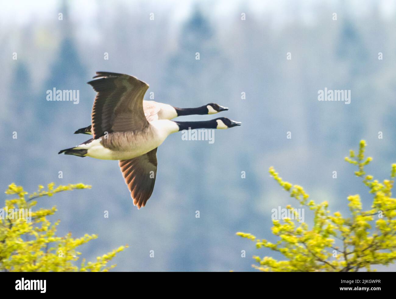 Un gros plan de deux oies canadiennes volant au-dessus des arbres Banque D'Images