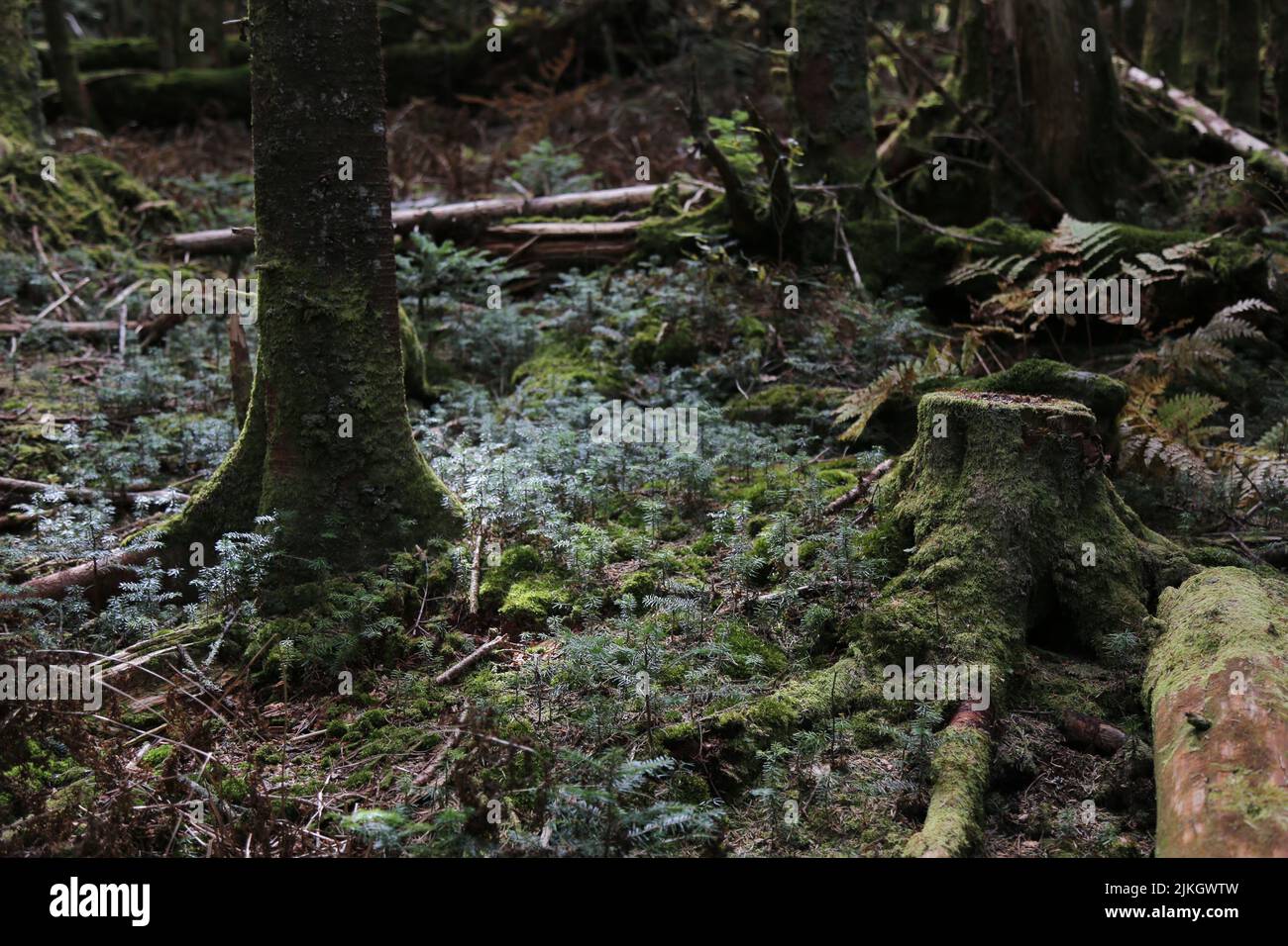 Un beau paysage de forêt verte avec des arbres mousseux Banque D'Images