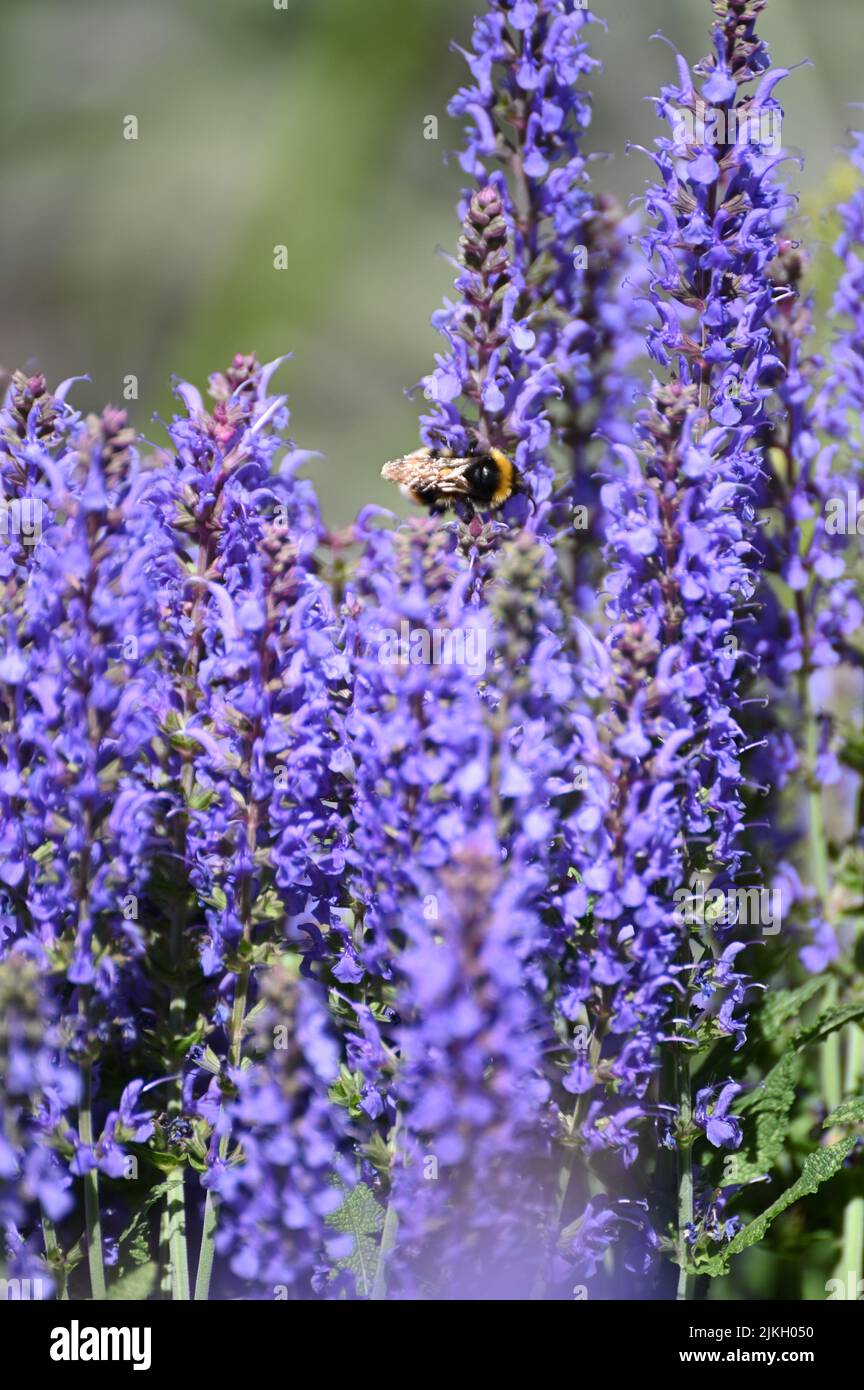 Un cliché sélectif de bourdon collectant le pollen des fleurs de sauge pourpre Banque D'Images