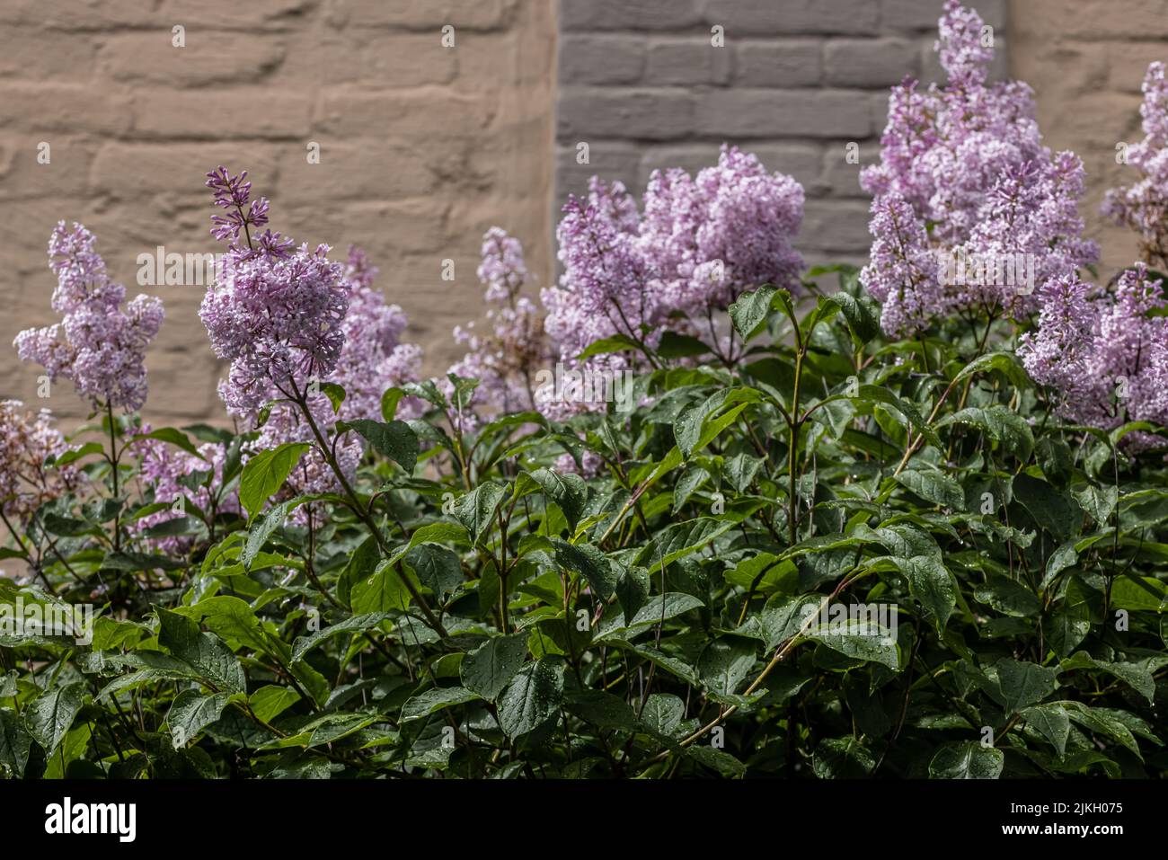 Lilas villosités lilas tardives Syringa villosa Banque D'Images