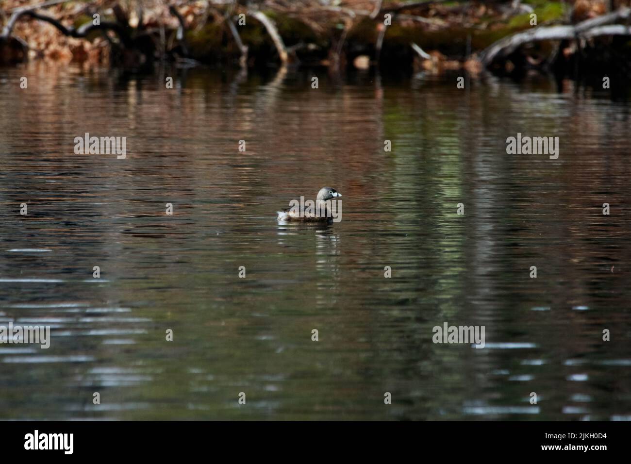 Un canard nageant dans un lac sombre dans la forêt par un jour sombre Banque D'Images