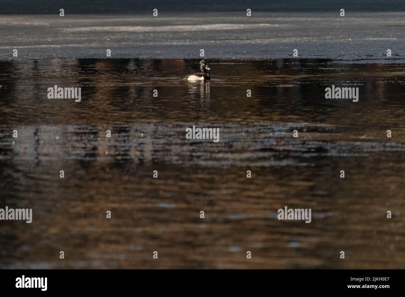 Un canard nageant dans un lac sombre dans la forêt par un jour sombre Banque D'Images