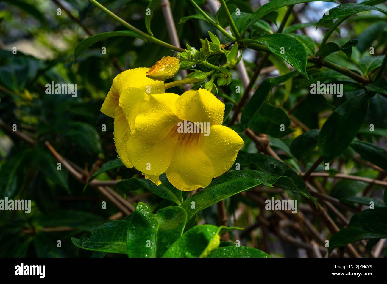 Belle fleur jaune trompette dorée, cloche jaune (Allamanda cathartica) Banque D'Images