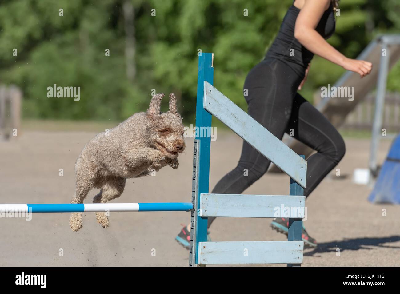 Le chien d'eau espagnol saute au-dessus d'un obstacle d'agilité Banque D'Images