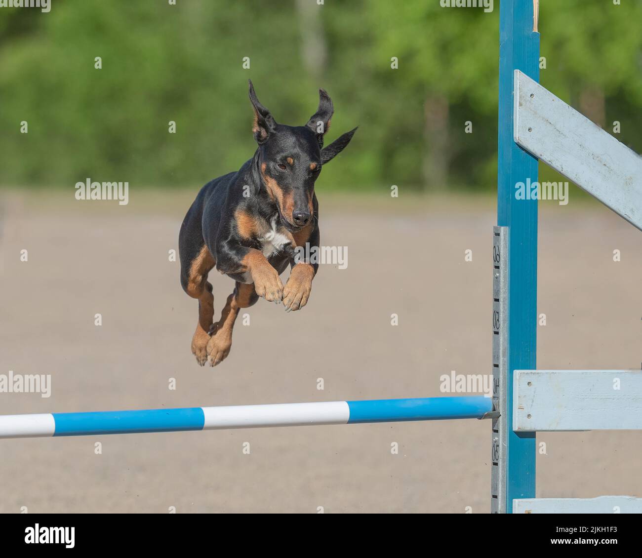 Manchester Terrier surmonte un obstacle à l'agilité Banque D'Images