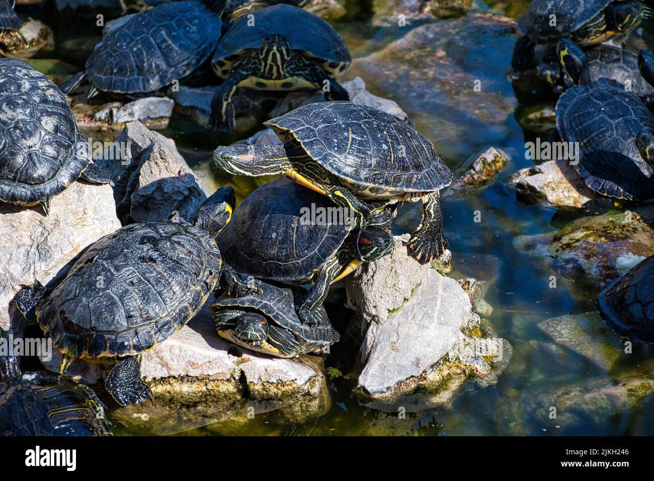 Une belle photo de plusieurs tortues d'eau près du lac Banque D'Images