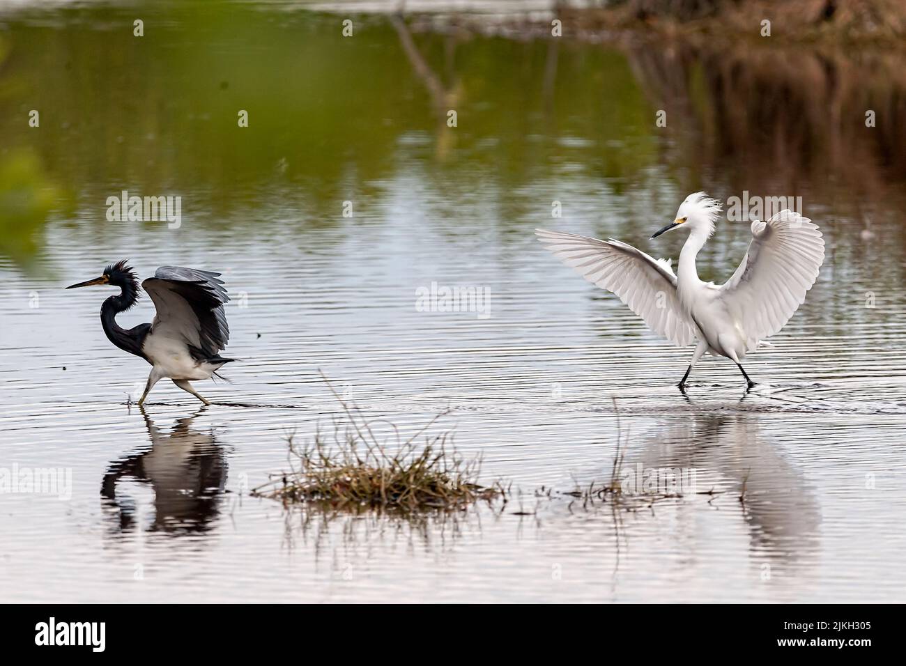 L'aigrette neigeuse pourchassant les autres oiseaux hors de la zone d'alimentation Banque D'Images