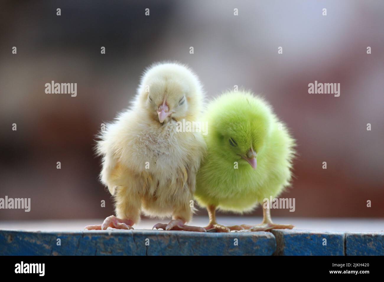 Poussin Vert Petit oiseau vert jaune Banque de photographies et d’images à haute ...