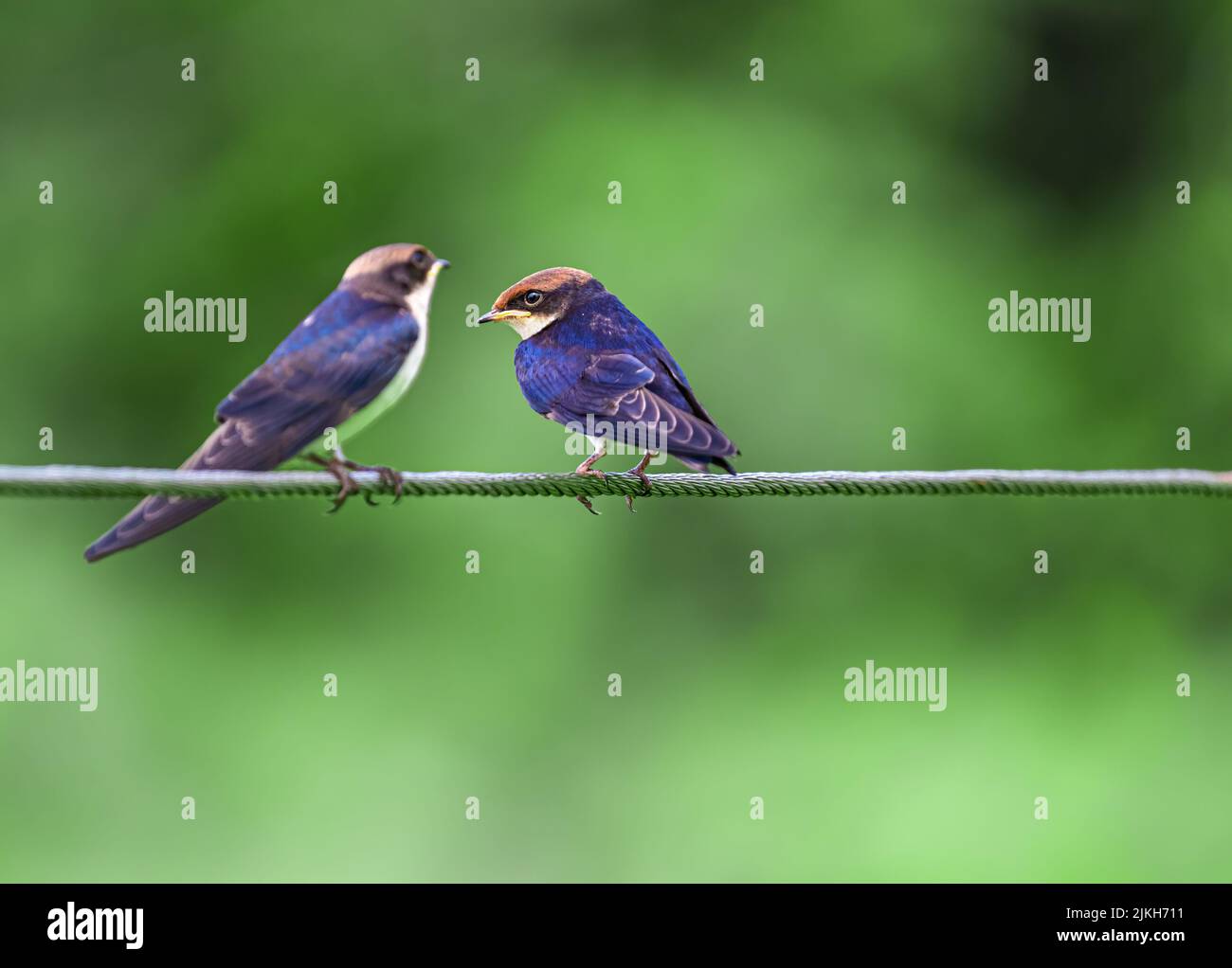 Le fil de queue Swallow en discussion entre eux Banque D'Images