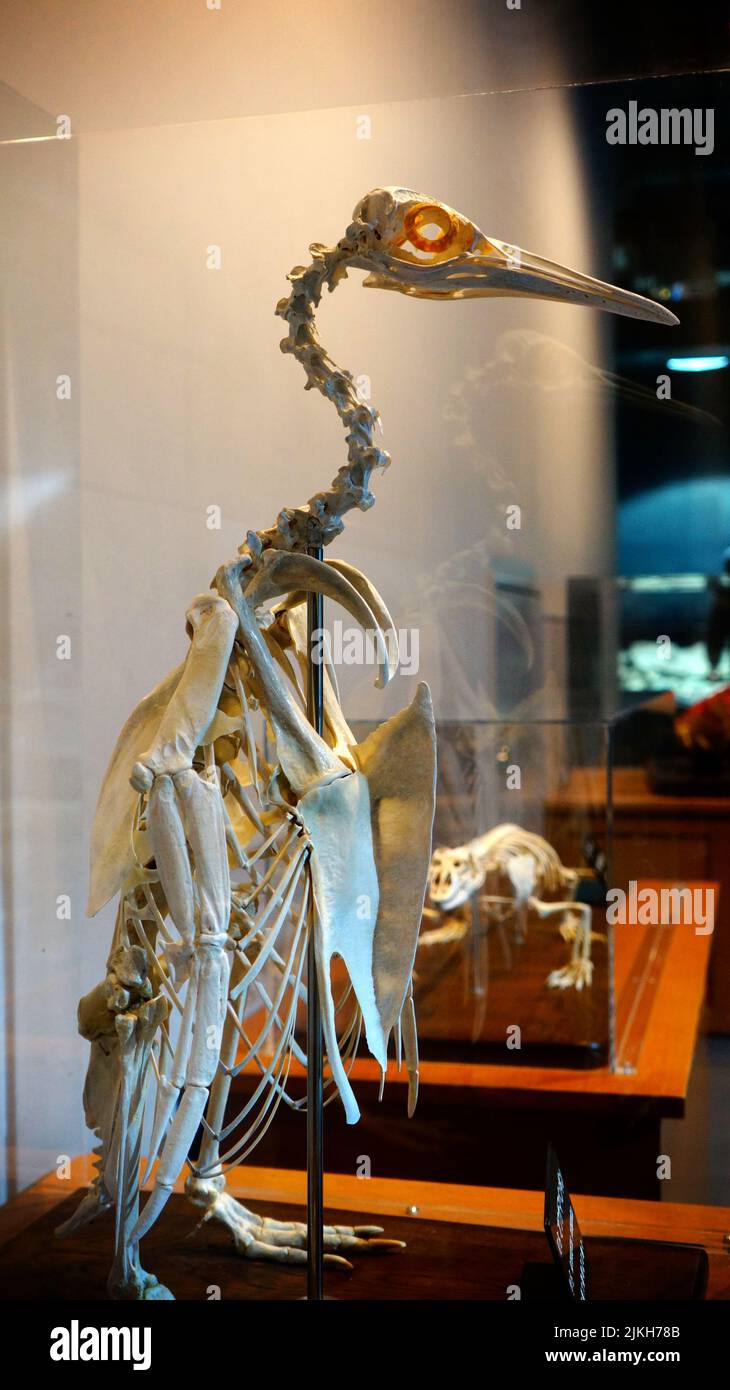 Un groupe d'échantillons de fossiles de dinosaures copiés est utilisé pour l'enseignement des sciences populaires pour voir le mystère et le principe du squelette de dinosaure Banque D'Images