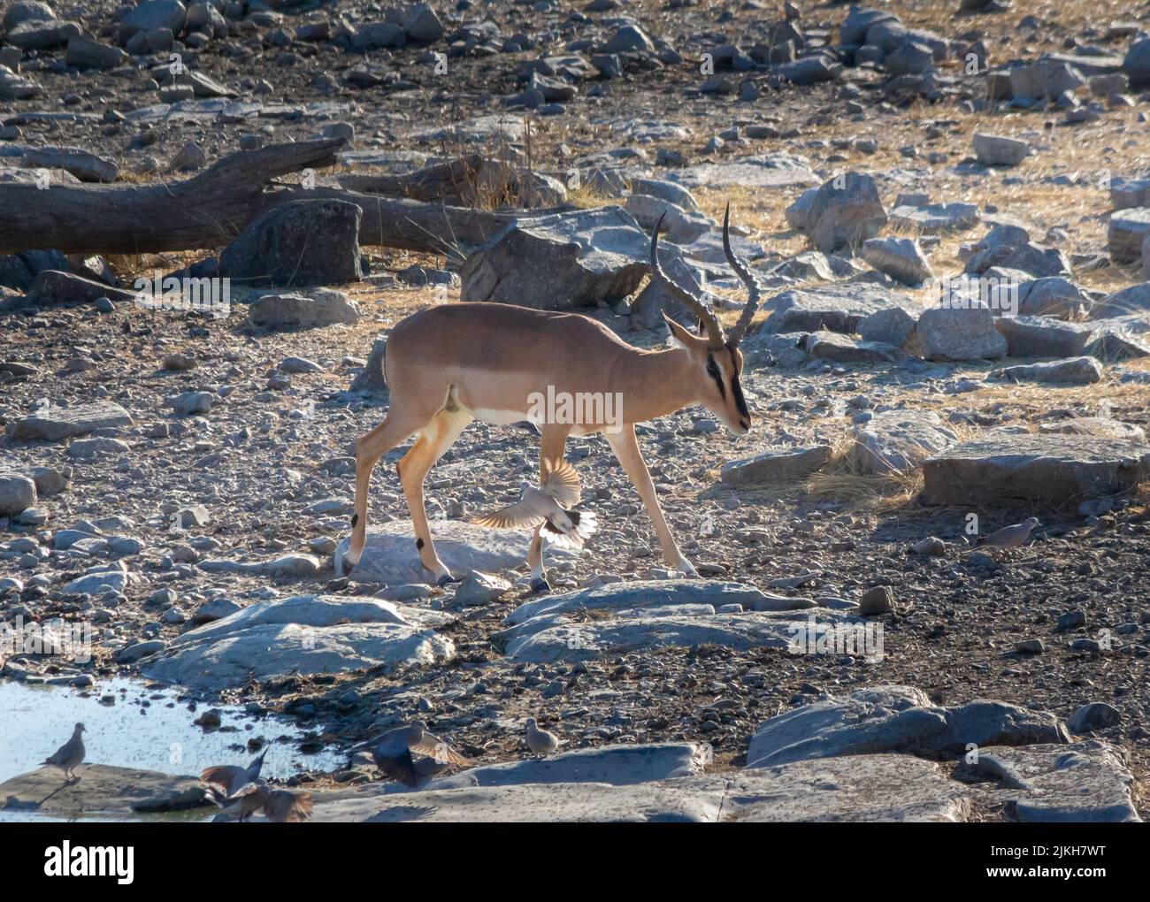 Un jeune antilope impala courant sur une surface rocheuse pendant l'été Banque D'Images