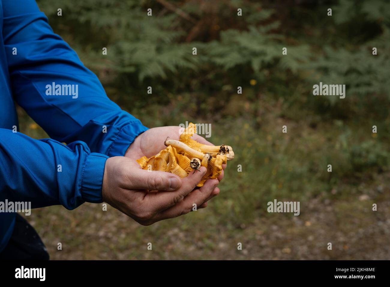 Personne tenant des champignons chanterelles dans la forêt. Mains pleines de champignons comestibles récoltés. Concept de cueillette de champignons. Photo prise en Suède. Banque D'Images