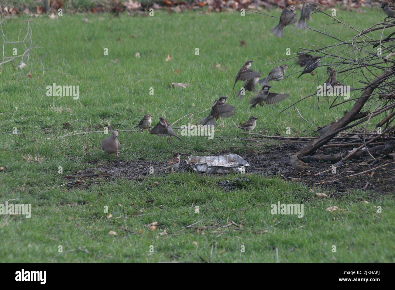 Un groupe d'oiseaux prenant le vol d'un champ à Chillicothe, il Banque D'Images