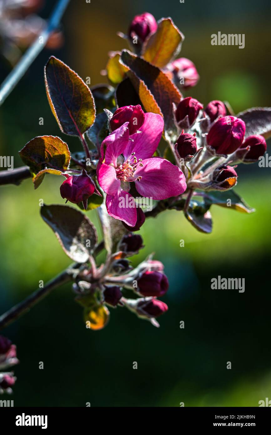 A vertical closeup shot of red apple blossom on blurry background Banque D'Images