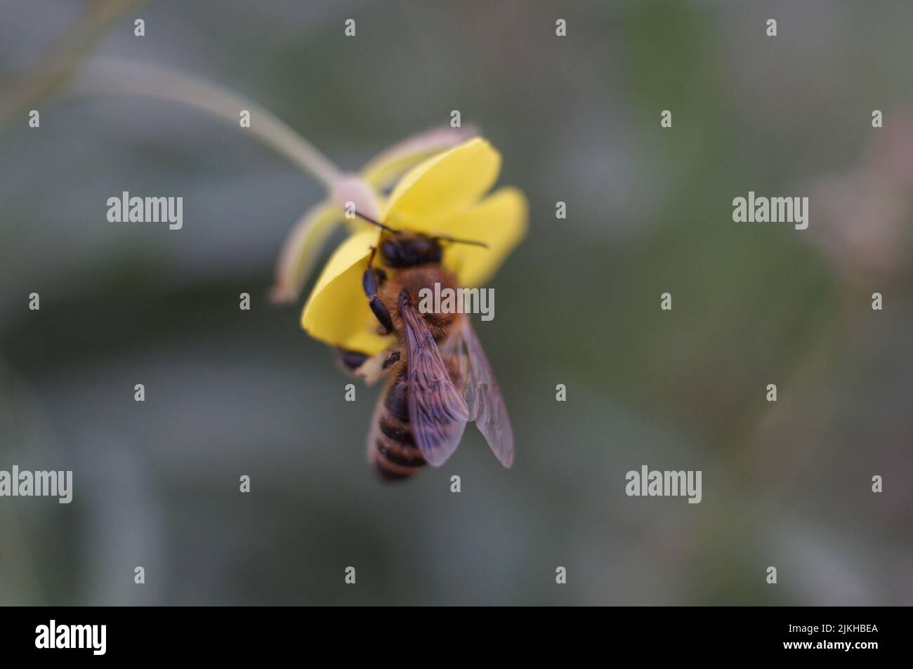 Gros plan de l'abeille collectant le nectar d'une fleur Banque D'Images