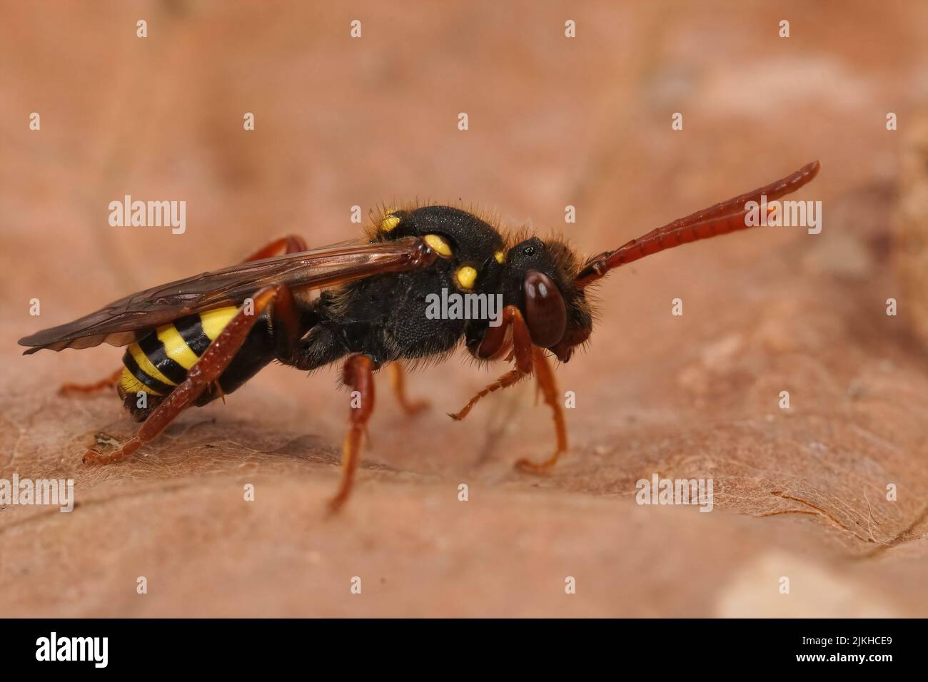 Gros plan sur une femelle rouge colorée Orange Horned Nomad Bee, Nomada fulvicornis assis sur une feuille séchée Banque D'Images