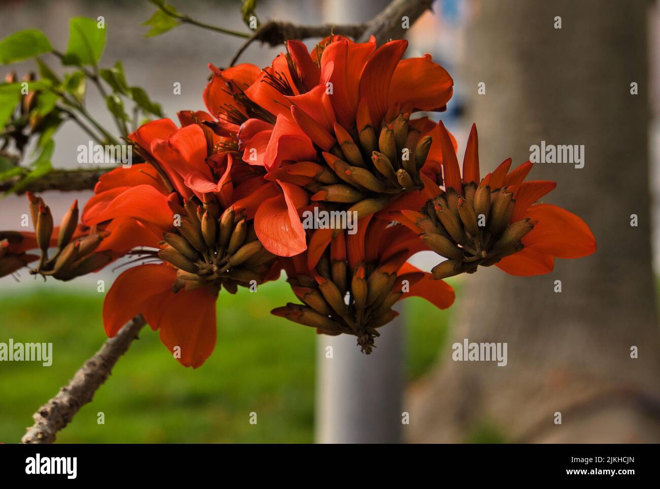 Corail indien. Fleur d'orange connue sous le nom de fleur de Pâques, griffe de tigre, arbre de soleil ou Ebony de montagne. Nom botanique: Erythrina variegata. Il fleurit Banque D'Images