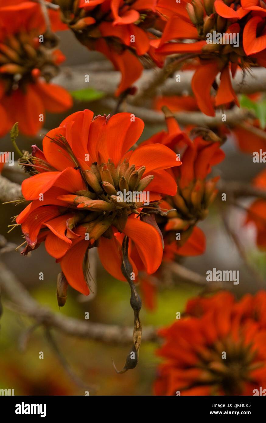 Corail indien. Fleur d'orange connue sous le nom de fleur de Pâques, griffe de tigre, arbre de soleil ou Ebony de montagne. Nom botanique: Erythrina variegata. Il fleurit Banque D'Images