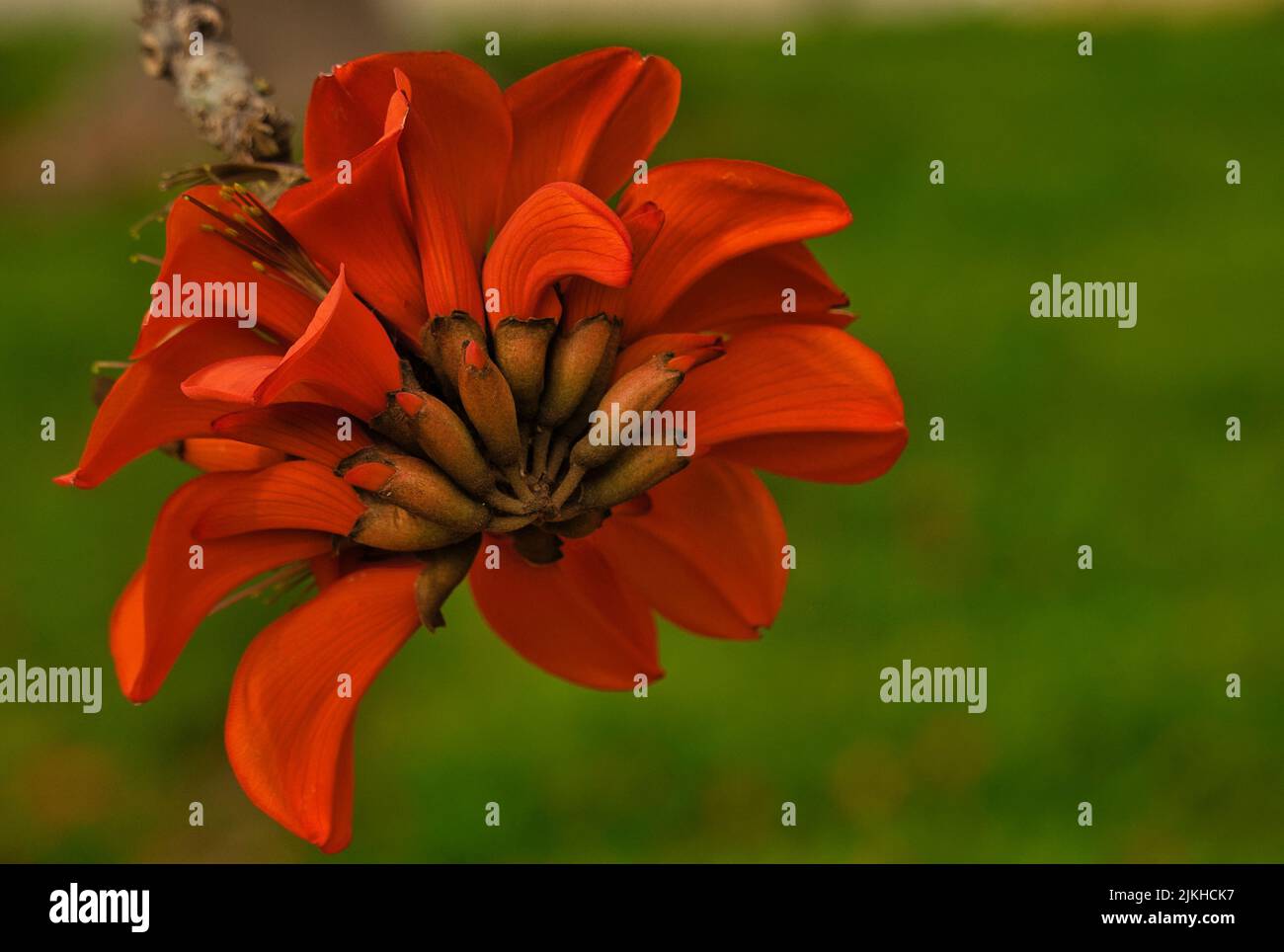 Corail indien. Fleur d'orange connue sous le nom de fleur de Pâques, griffe de tigre, arbre de soleil ou Ebony de montagne. Nom botanique: Erythrina variegata. Il fleurit Banque D'Images