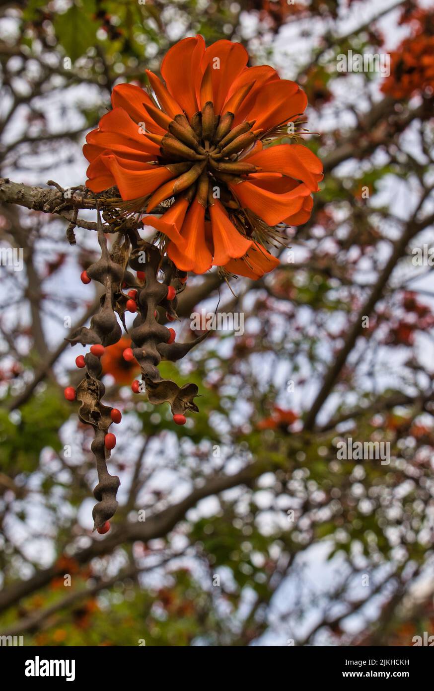 Corail indien. Fleur d'orange connue sous le nom de fleur de Pâques, griffe de tigre, arbre de soleil ou Ebony de montagne. Nom botanique: Erythrina variegata. Il fleurit Banque D'Images