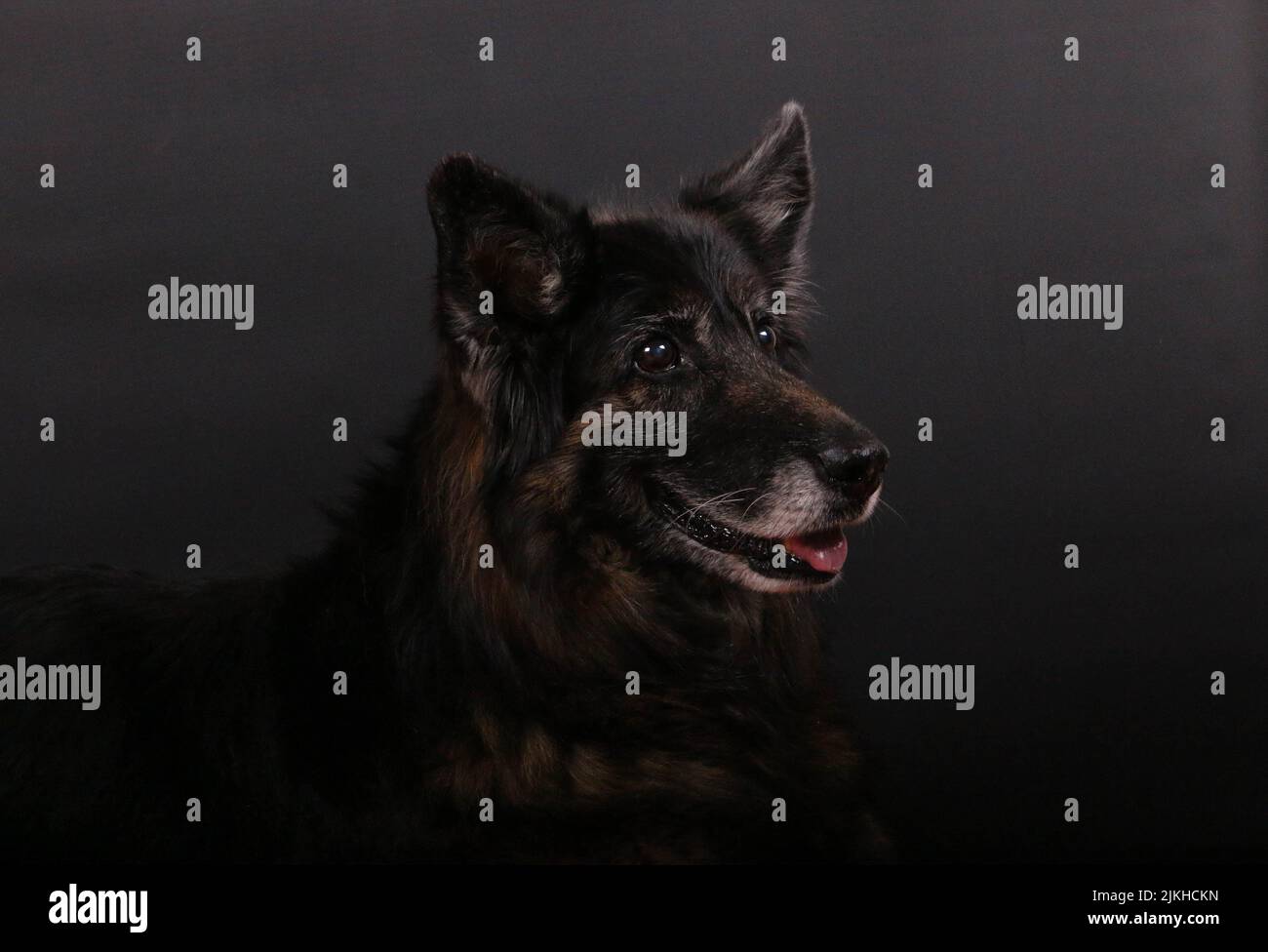 Gros plan d'un chien berger bohème sur fond sombre Banque D'Images