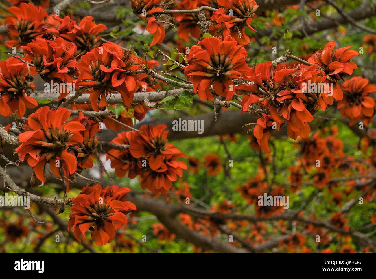 Corail indien. Fleur d'orange connue sous le nom de fleur de Pâques, griffe de tigre, arbre de soleil ou Ebony de montagne. Nom botanique: Erythrina variegata. Il fleurit Banque D'Images