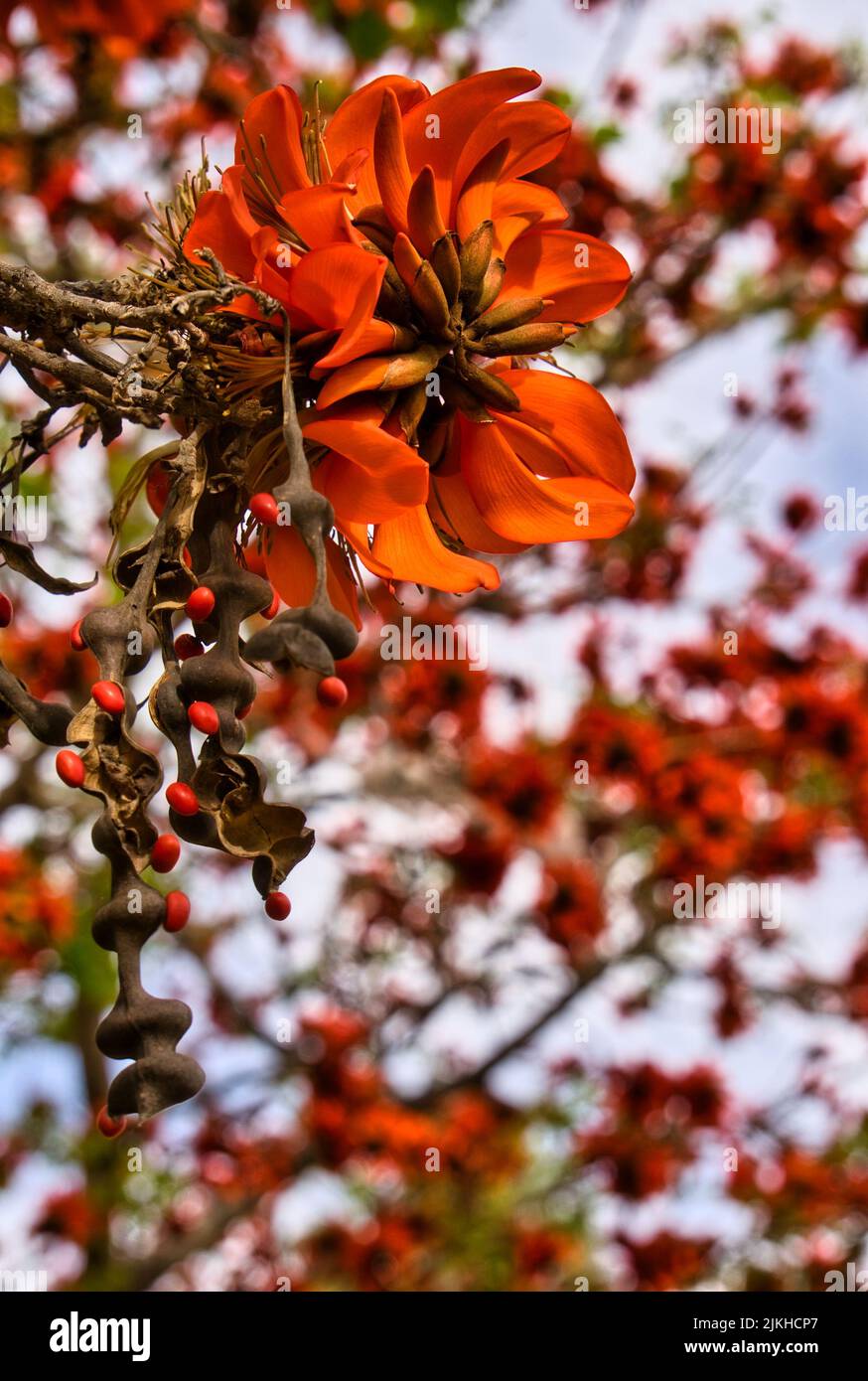 Corail indien. Fleur d'orange connue sous le nom de fleur de Pâques, griffe de tigre, arbre de soleil ou Ebony de montagne. Nom botanique: Erythrina variegata. Il fleurit Banque D'Images