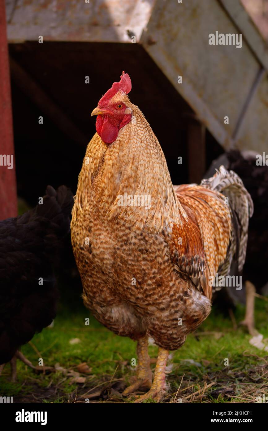 Gros plan vertical de poulet domestique Bielefelder Kennhuhn de race allemande Banque D'Images