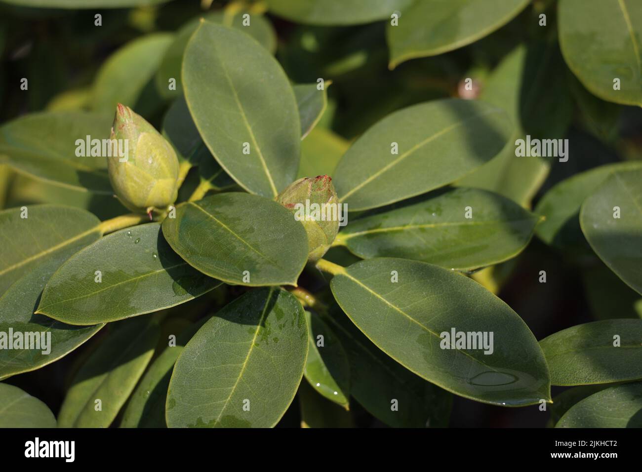 Feuilles fraîches de fleurs de Rhododendron. Banque D'Images