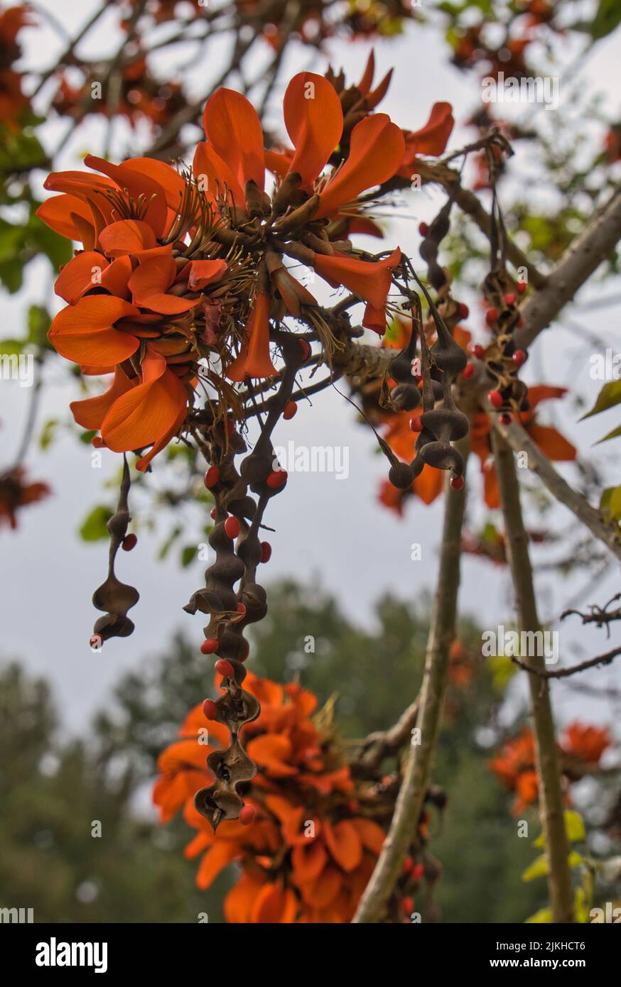 Corail indien. Fleur d'orange connue sous le nom de fleur de Pâques, griffe de tigre, arbre de soleil ou Ebony de montagne. Nom botanique: Erythrina variegata. Il fleurit Banque D'Images