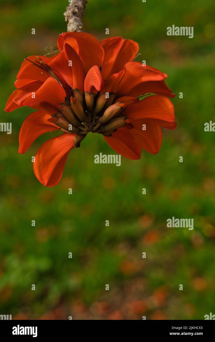 Corail indien. Fleur d'orange connue sous le nom de fleur de Pâques, griffe de tigre, arbre de soleil ou Ebony de montagne. Nom botanique: Erythrina variegata. Il fleurit Banque D'Images