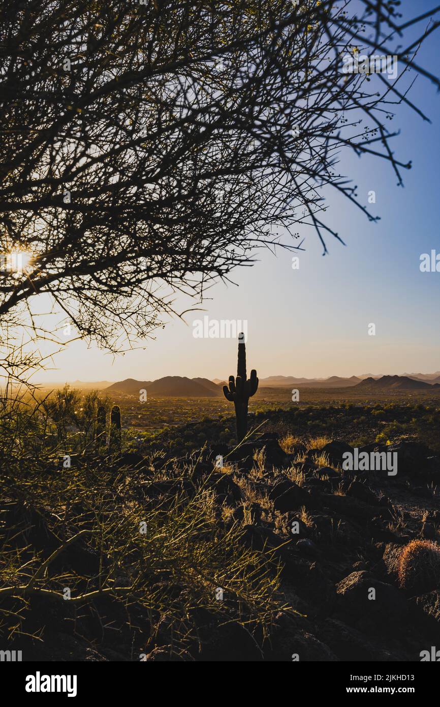 Depuis le sommet du parc de conservation Thunderbird, un cactus est exposé à la lumière du soleil de l'après-midi sur fond de montagnes désertiques. Banque D'Images