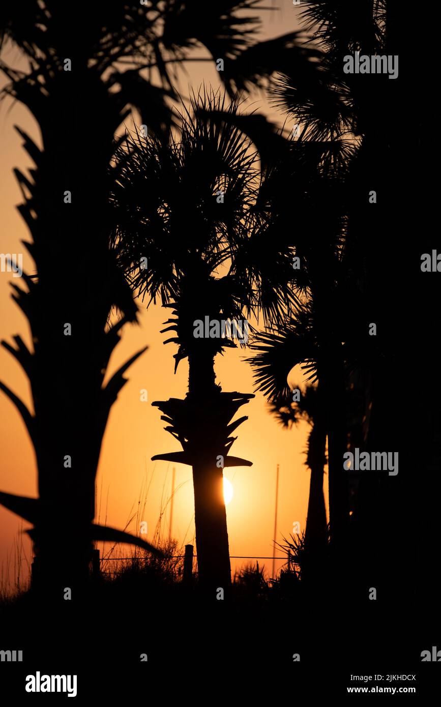 Un cliché vertical de palmiers sur la plage de destin, en Floride, dans un ciel lumineux au coucher du soleil Banque D'Images