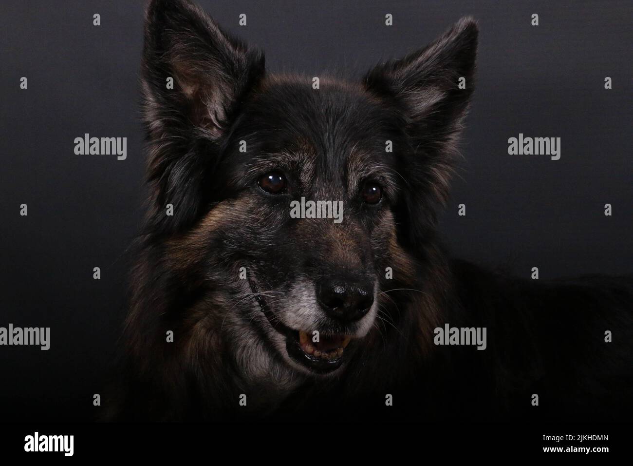 Gros plan d'un chien berger bohème sur fond sombre Banque D'Images