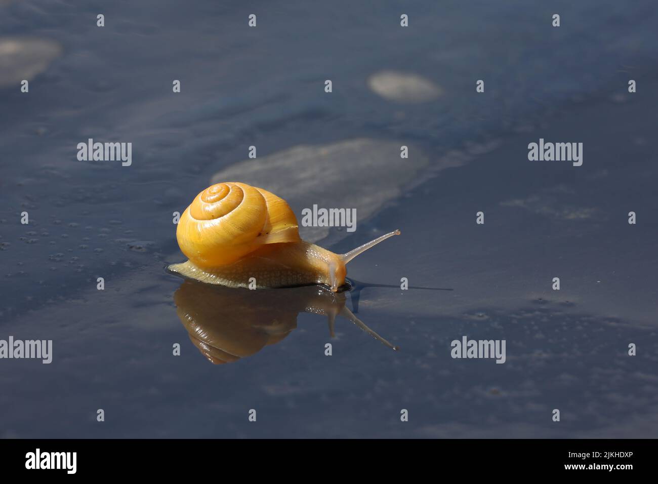 L'escargot rampent lentement sur une surface humide. Banque D'Images
