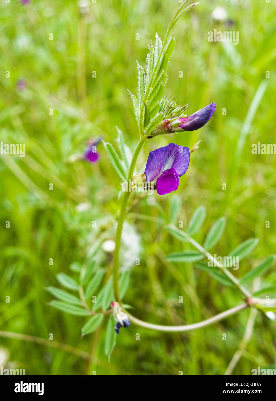 La variété commune ou Vicia sativa, une légumineuse fixatrice d'azote qui pousse à l'état sauvage dans un pré de Northumberland. Banque D'Images