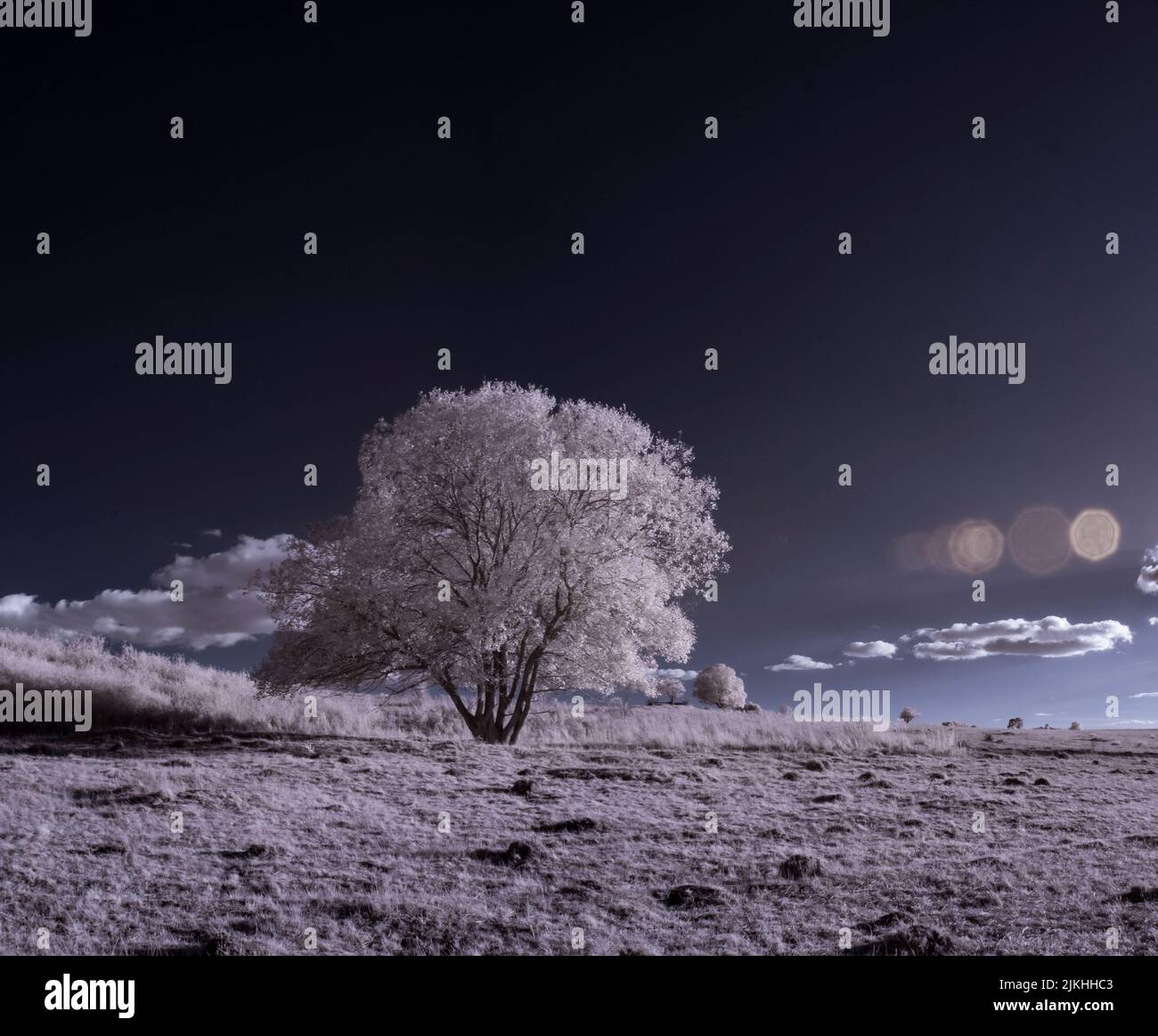 Paysage naturel d'un champ solitaire avec un seul arbre recouvert de neige sous le ciel sombre Banque D'Images