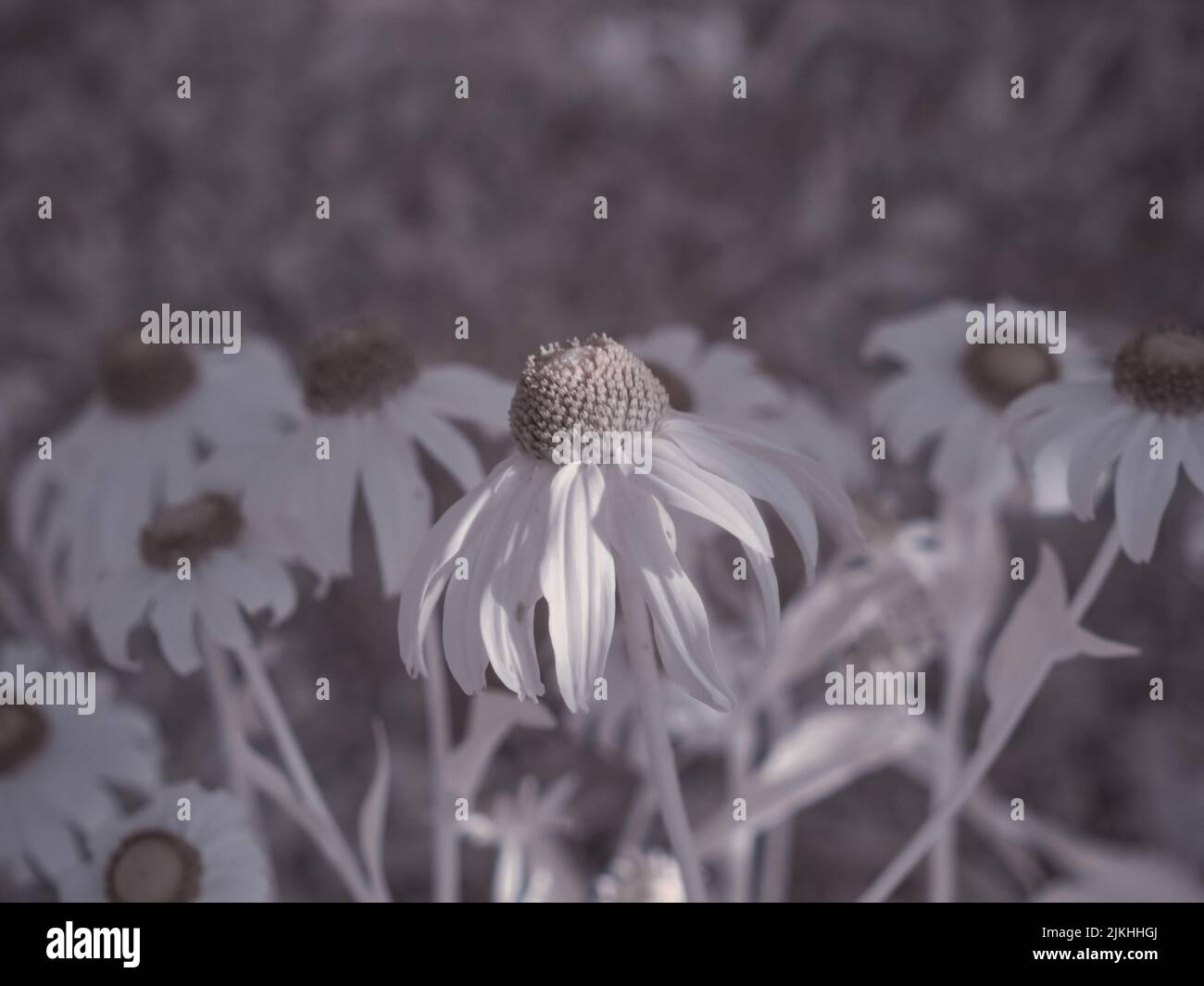 A macro view of delicate flowers in the garden Banque D'Images