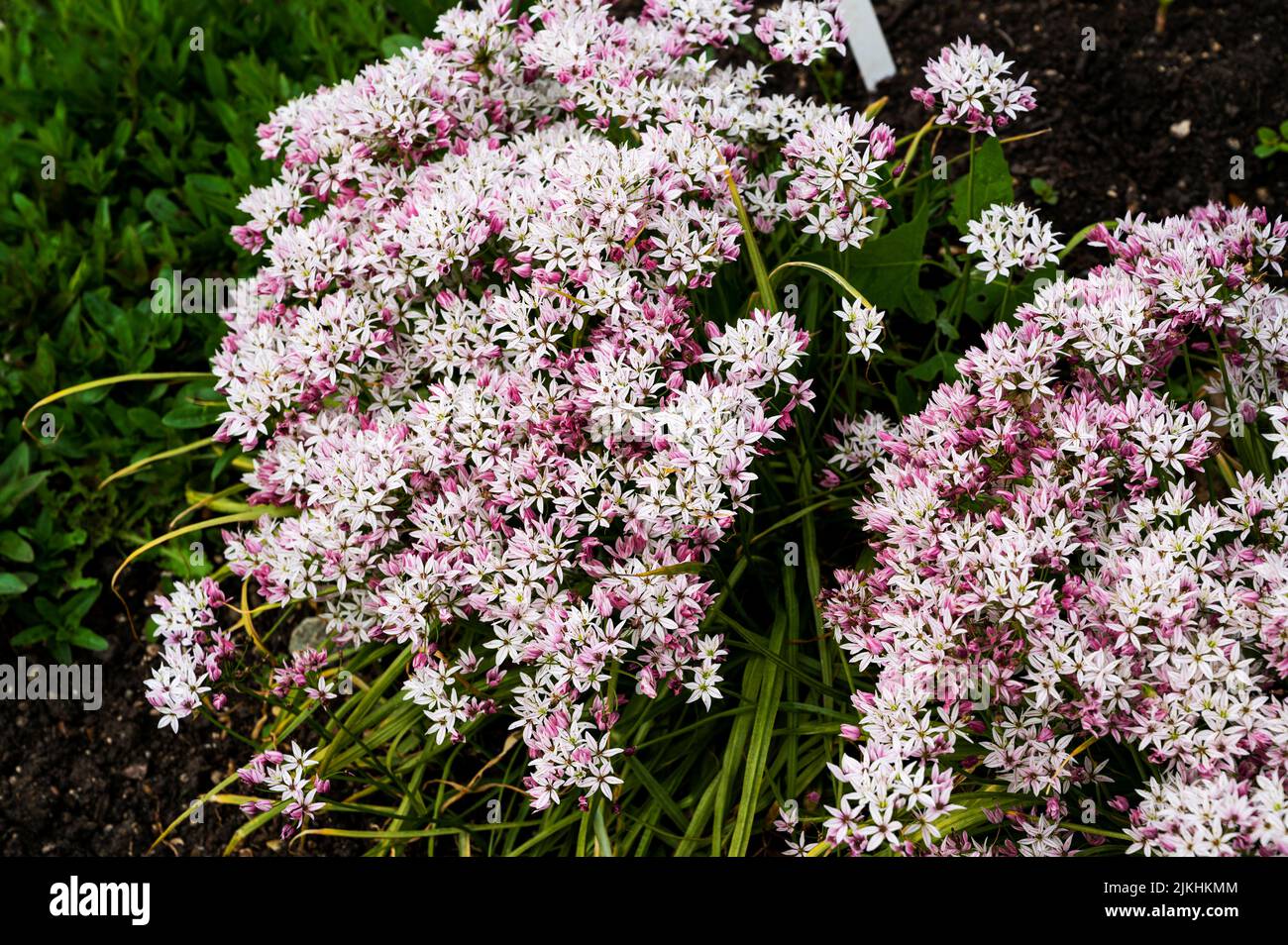 Allium Cameleon, Amaryllidaceae, au printemps avec fleurs roses et blanches. Banque D'Images