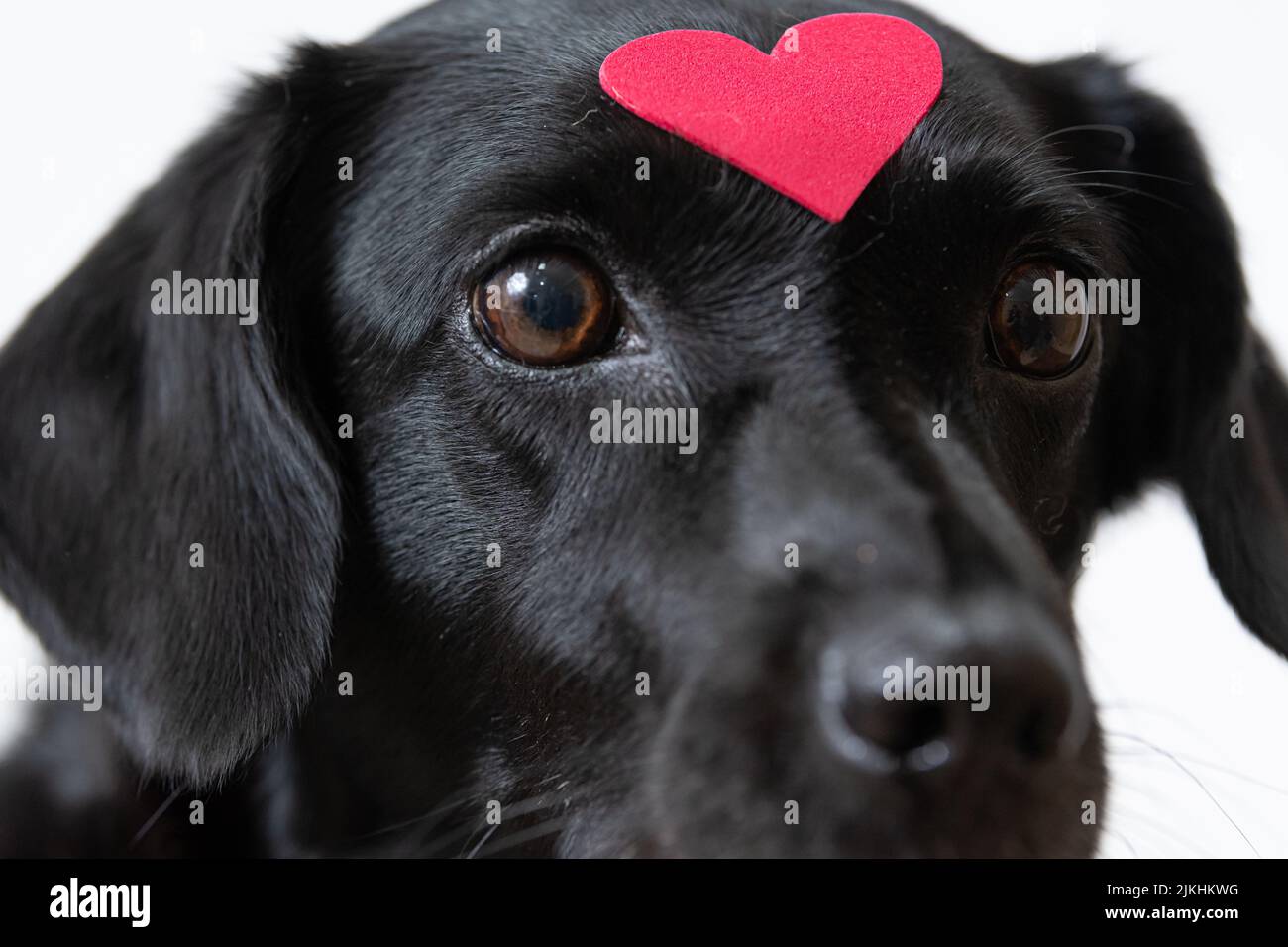 Un chien noir avec un autocollant en forme de coeur sur son front sur le fond blanc. Banque D'Images