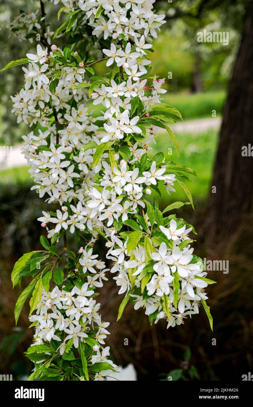 Malus Transitoria, pomme de terre coupée, Rosacées, pomme de terre. Fleur blanche de cet arbre. Banque D'Images