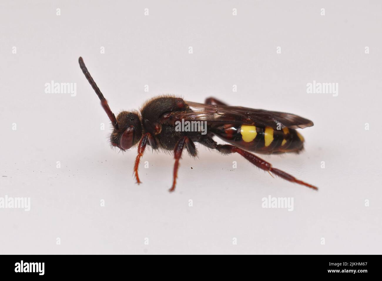 Gros plan détaillé sur une femelle à yeux rouges, nomad Cuckoo abeille précoce, Nomada leucophtala sur fond blanc Banque D'Images